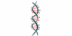 AIRE mutations | Hypoparathyroidism News | Illustration of DNA