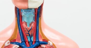 PGA or parathyroid gland autotransplantation/Hypoparathyroidism News/throat anatomy image