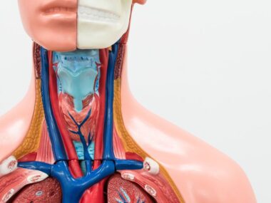 PGA or parathyroid gland autotransplantation/Hypoparathyroidism News/throat anatomy image