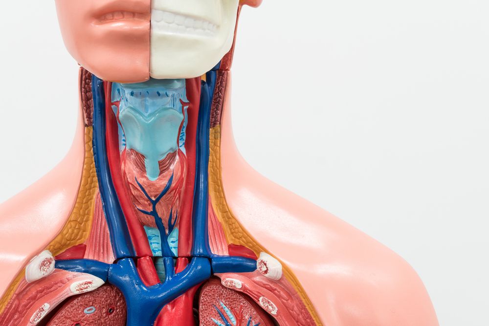 PGA or parathyroid gland autotransplantation/Hypoparathyroidism News/throat anatomy image