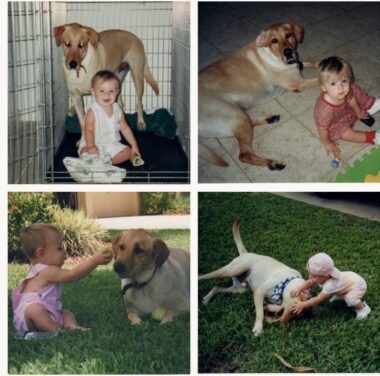 Four photos, arranged in a collage, each show a baby girl with a large yellow Labrador retriever. In some pictures, the baby is simply sitting next to the dog, while in others they are playing together on the grass outside. All are very touching, and the bond between the two is evident.