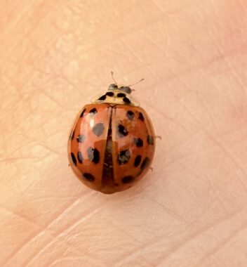 A ladybug lands on a woman's hand.
