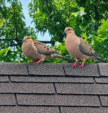 Two tan mourning doves perch on top of a shingled roof. 